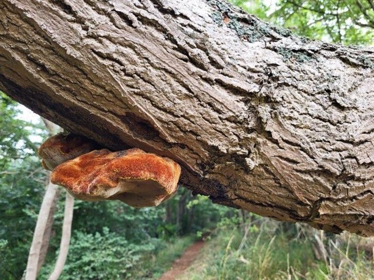 Velvet fungus